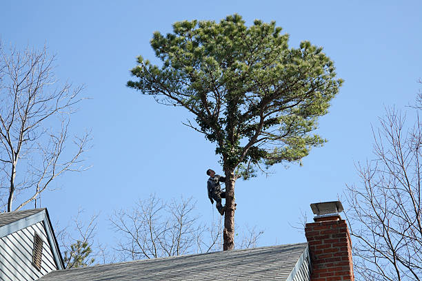 Best Hazardous Tree Removal  in La Plata, NM